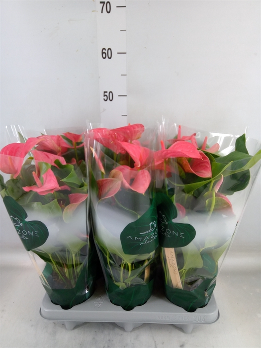 <h4>Anthurium andr. 'Melito'</h4>