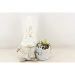 arr4 Hyacint JS - Gnome white gold