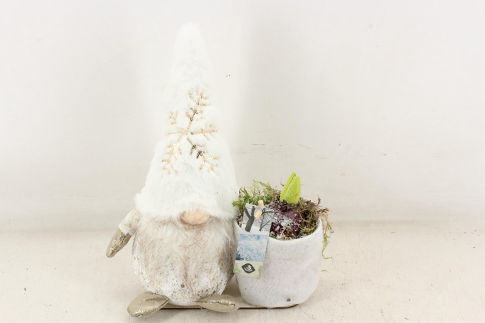 <h4>arr4 Hyacint JS - Gnome white gold</h4>