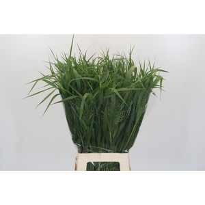 Panicum Fountain