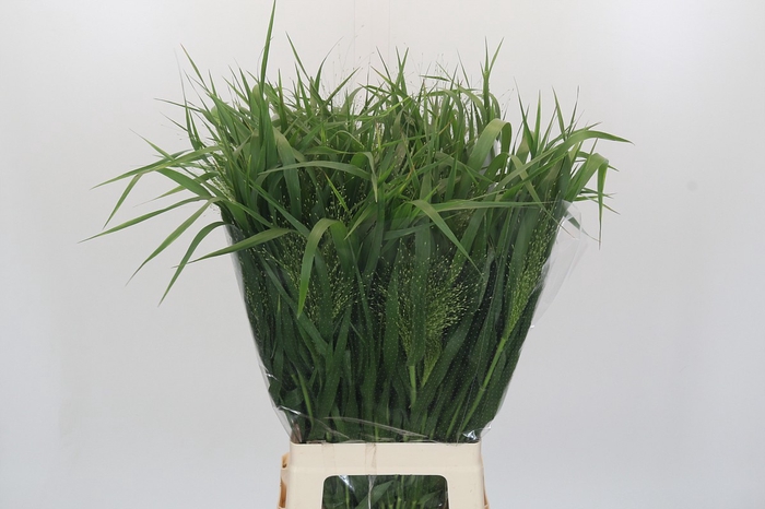 <h4>Panicum Fountain</h4>