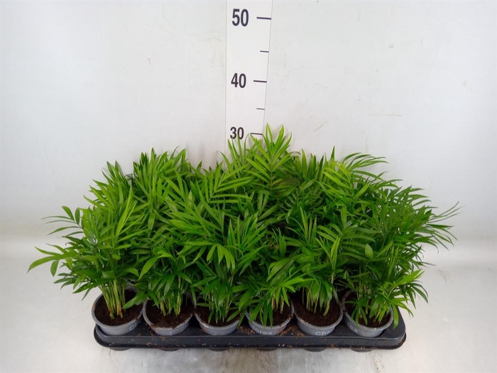 <h4>Chamaedorea elegans</h4>