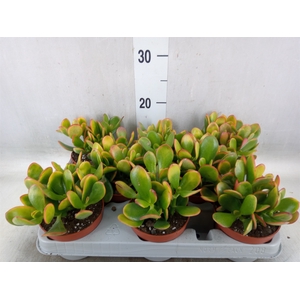 Crassula ovata 'Sunset'
