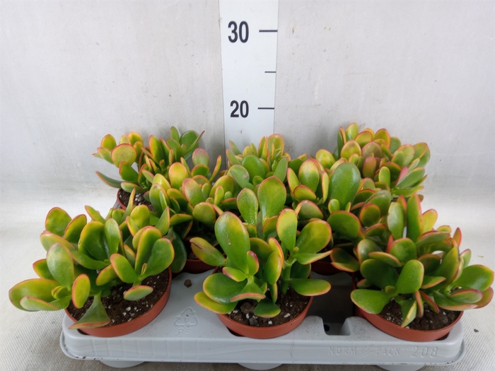 <h4>Crassula ovata 'Sunset'</h4>