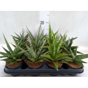 Sansevieria cyl.  ...