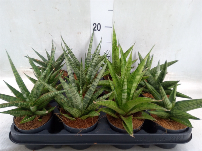 <h4>Sansevieria cyl.  ...</h4>