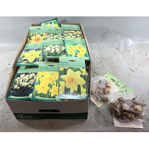 Bloembol Narcis Mixbox