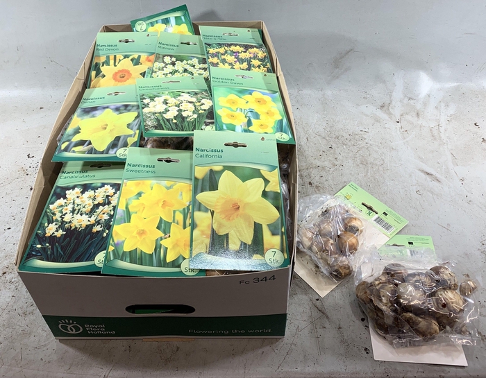 <h4>Bloembol Narcis Mixbox</h4>