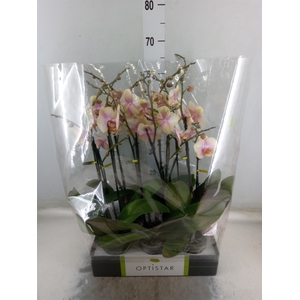 Phalaenopsis   ...orange