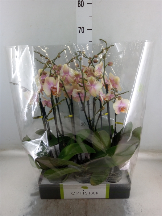 <h4>Phalaenopsis   ...orange</h4>