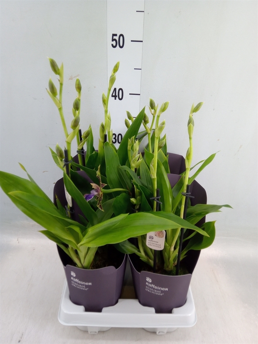 <h4>Zygopetalum  'Louisendorf'</h4>