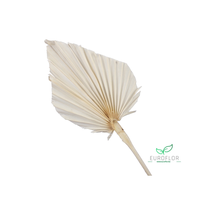 <h4>DRIED FLOWERS - PALM SPEAR BLEACHED 7PCS</h4>