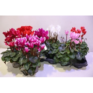 arr8 Cycl Md Sup Macro