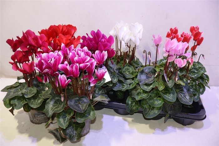 <h4>arr8 Cycl Md Sup Macro</h4>