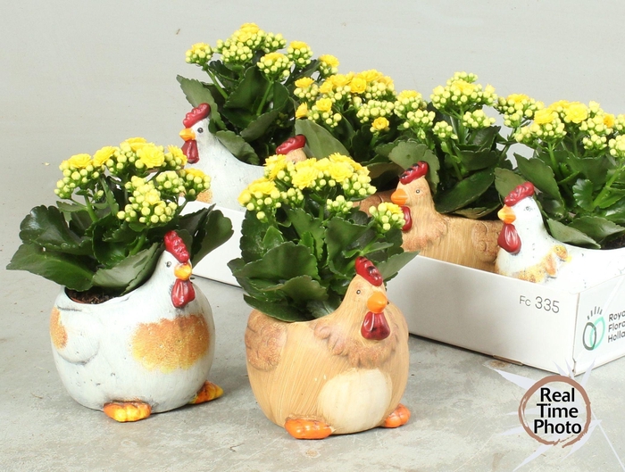 <h4>ARR KAMERPL</h4>