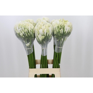 Agapanthus Gletsjer