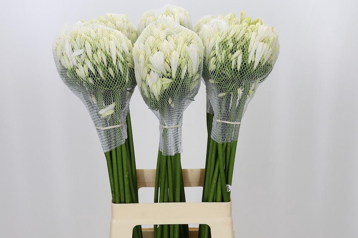 <h4>Agapanthus Gletsjer</h4>