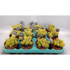 Euphorbia   ...