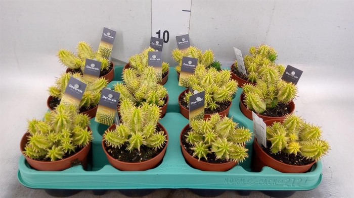 <h4>Euphorbia ...</h4>