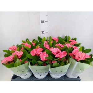 Euphorbia milii   ...