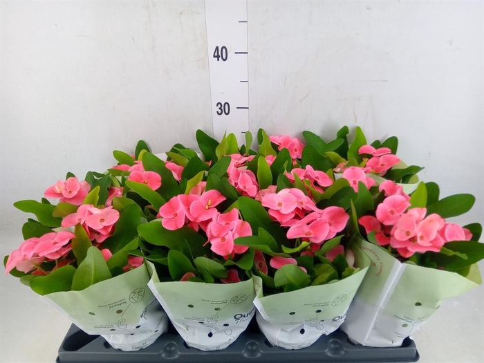 <h4>Euphorbia milii   ...</h4>