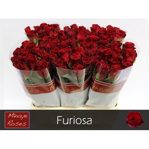 R Gr Furiosa Minaye