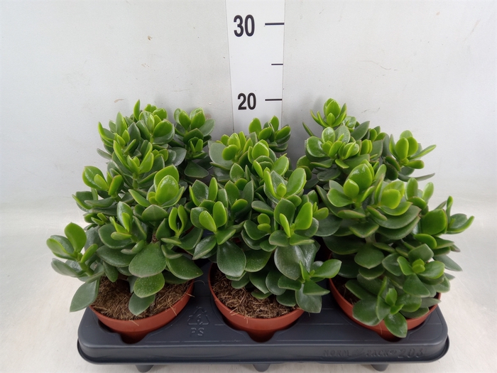 <h4>Crassula  'Hulk'</h4>