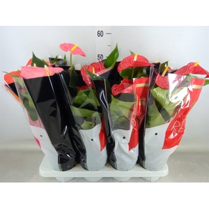 Anthurium   ...mix