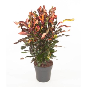 Codiaeum variegatum grootbladig 'Mammi'