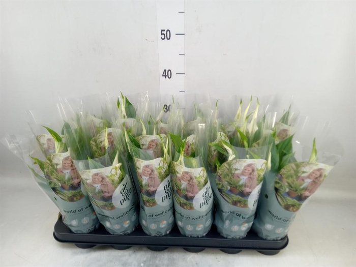 <h4>Spathiphyllum  'Chopin'</h4>