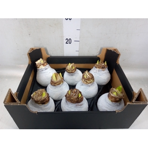 Hippeastrum   ...waxed H%