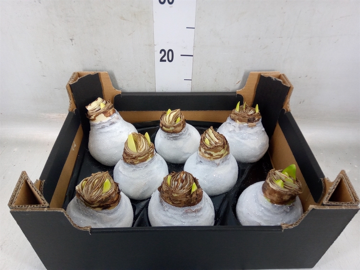 <h4>Hippeastrum   ...waxed H%</h4>