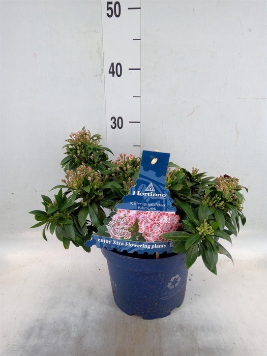 <h4>Kalmia angustifolia</h4>