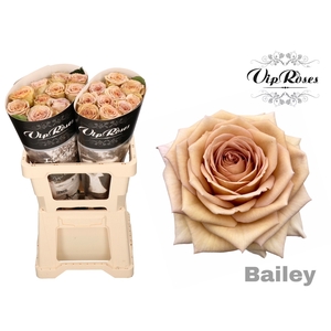 R Gr Bailey! X20