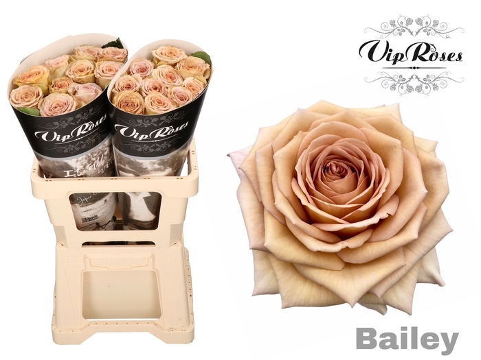 <h4>R Gr Bailey! X20</h4>