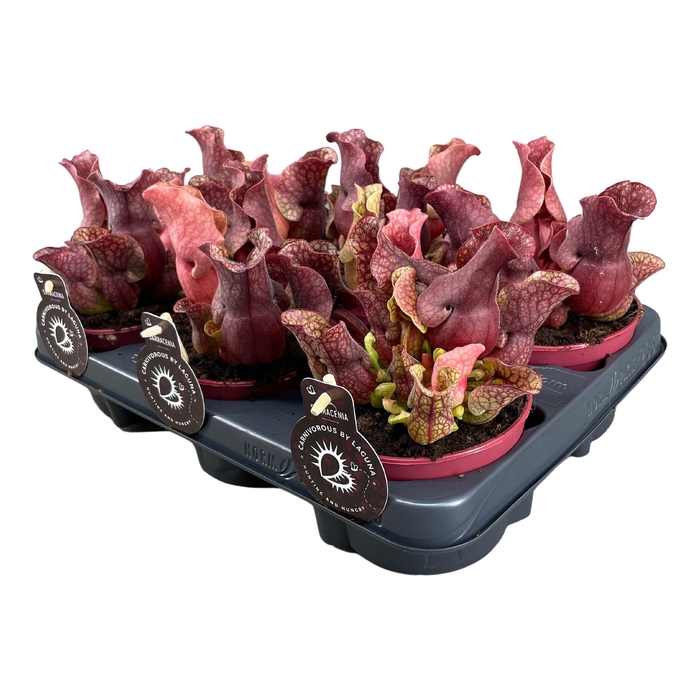 <h4>Sarracenia Sylwia</h4>