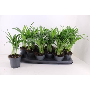 DYPSIS LUTESCENS