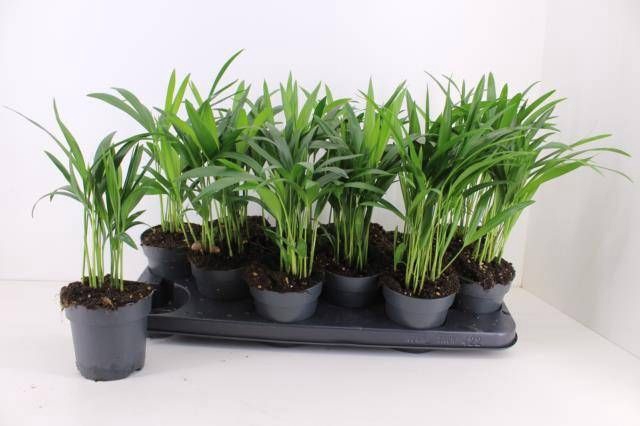 <h4>DYPSIS LUTESCENS</h4>