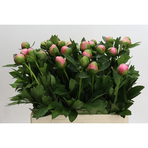 Paeonia Etched Salmon