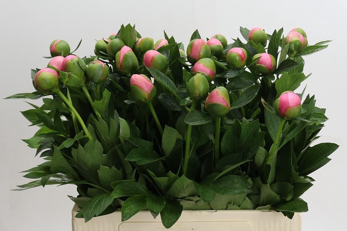 <h4>Paeonia Etched Salmon</h4>