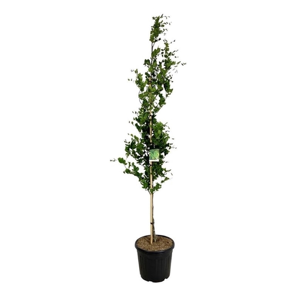 <h4>Fagus syl. 'Dawyck'</h4>