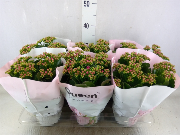<h4>Kalanchoe  'MoreFlow Augusta'</h4>