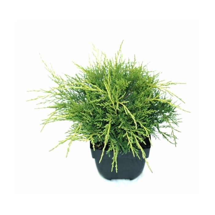 <h4>Juniperus x pfitzeriana 'Old Gold' P17</h4>
