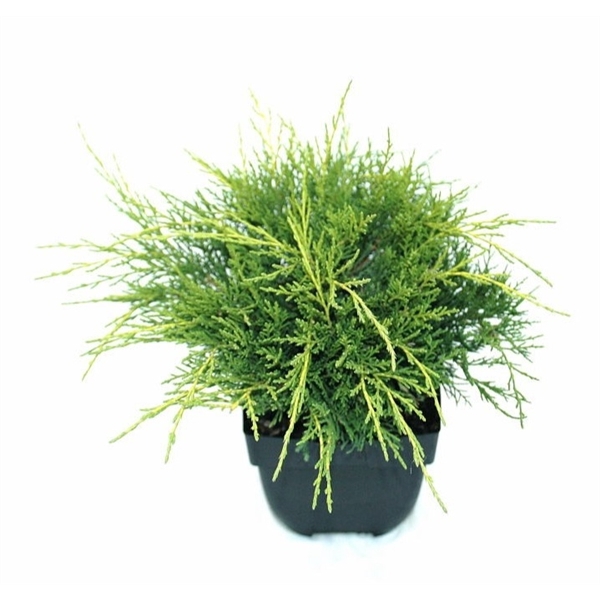 <h4>Juniperus x pfitzeriana 'Old Gold' P17</h4>