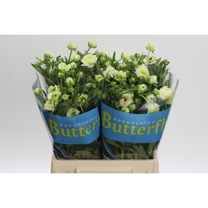 Ranunculus Butterfly Ariadne