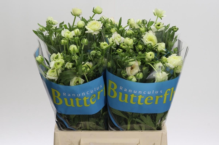 <h4>Ranunculus Butterfly Ariadne</h4>