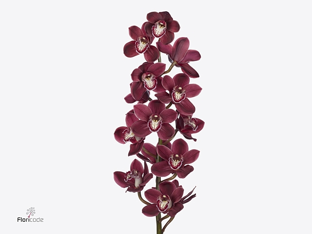 Cymbidium Vulcan Doos