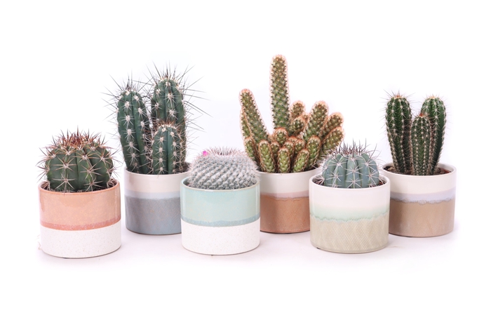 <h4>Cactus Gemengd Keramiek Menton</h4>