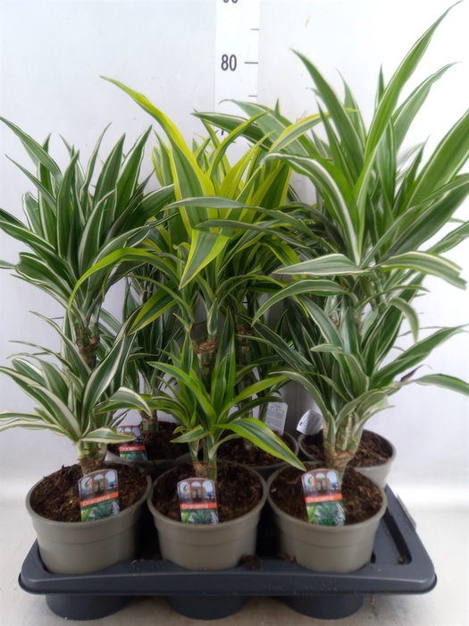 <h4>Dracaena   ...mix</h4>