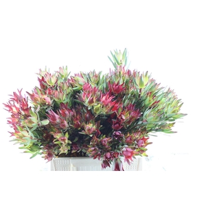 Leucad Sal Blush Xxl